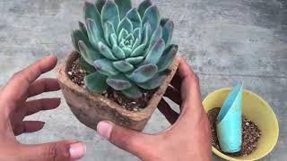 UPDATE ON RECENTLY POTTED ROOT BOUND  SUCCULENT SUCCULENT CARE TIPS [upl. by Nnairda]