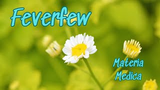 Materia Medica The Ancient Medicine of Feverfew [upl. by Ttergram]