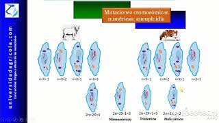 Curso Mutaciones Video11 Mutaciones cromosómicas numéricas aneuploidía [upl. by Nive]