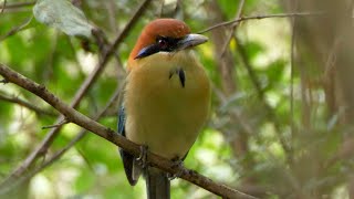 Russetcrowned Motmot in Guatemala [upl. by Yerak]