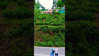 best time to visit Darjeeling shortvideo youtubeshorts darjeelingtouristplaces vlogbytonatuni [upl. by Mccoy]