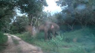 Wasgamuwa national park Sampath Safari Jeep  Contract 0713354352  0779940452 [upl. by Clio200]