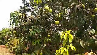 Mango orchard for sale1 crore10acreskohirzaheerabadcall9652190374 [upl. by Levesque]