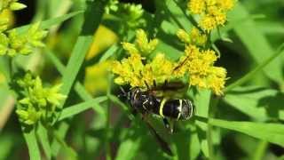 Diptera Syrphidae Hover flies Spilomyia sayi wing waving [upl. by Aitsirhc8]