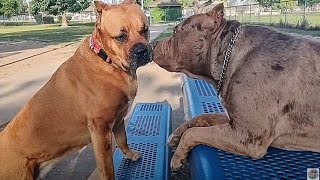 Cane Corso amp American Bully XL Two Giants At Dog Park [upl. by Maurise]