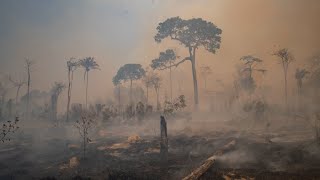 „Grüne Lunge“ in Gefahr Abholzung des AmazonasRegenwaldes auf Höchststand [upl. by Ayna]