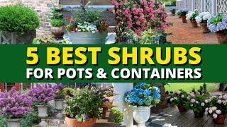 Top 5 Best Shrubs for Pots and Containers 🪴  Garden Trends 🍃 [upl. by Bernete]