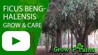 Ficus benghalensis – grow amp care this tree Since 1888 [upl. by Anivad]