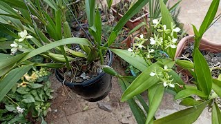 Prosthechea radiata e Prosthechea vespa cultivo [upl. by Sher567]