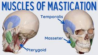 Muscles of Mastication Chewing [upl. by Ymmat]