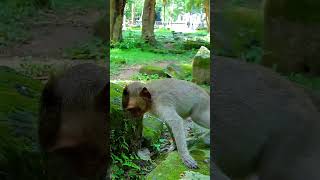 Best Clip Of Monkey Life Evelyn Baby Cries Seizure Cuz Mum Ellen monkeyfamily cuteanimal [upl. by Neela]