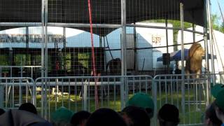 Tiger Show in Krasna Summer Camp Part 2 [upl. by Nanyk]