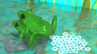 A Brief Look at Frog Reproduction [upl. by Barny]