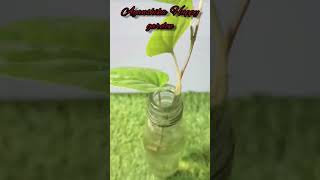 How To grow betel leaf plant from cutting [upl. by Rehportsirhc]