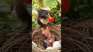 Amor de Madre en la Naturaleza Increíbles Cuidados de Aves a Sus Hijos 🐦💖 Naturaleza Shorts birds [upl. by Hadihahs]