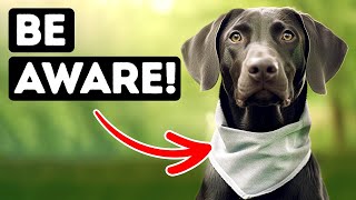 Intriguing Dog Exposed Warning  Unbelievable Facts [upl. by Laurel]