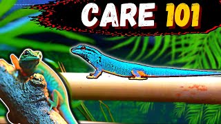 Electric Blue Day Gecko Care Guide [upl. by Narmis634]