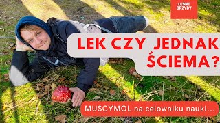 Muchomor czerwony  grzyb leczy czy ŚCIEMA [upl. by Selim]