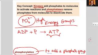 181 Ch9 Kinase and Phosphatase [upl. by Tennes367]