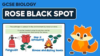 Rose Black Spot  Funal Diseases  GCSE Biology [upl. by Schuster586]