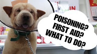 quotWHAT FOODS AND SUBSTANCES ARE TOXIC TO YOUR DOGSquot In cases of poisoning What are you supposed to [upl. by Wendie]