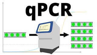 qPCR realtime PCR protocol explained [upl. by Furlani996]