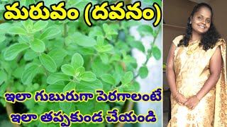 How To Grow Maruvam  Dhavanam plant Bushy Bushy in Telugu  grow more marjoram  maruvam Telugu [upl. by Fries593]