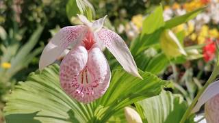 Cypripedium ladys slipper garden orchids cultivation and care in USDA 8 Kent England UK [upl. by Trista]