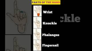 Parts of the Hand [upl. by Stillas]