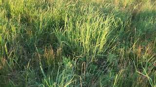 Gorgeous Switchgrass Paddock [upl. by Eikcaj728]