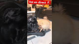 Ce Dogue Allemand se fait voler son os par un Loulou de Poméranie 🐶🚨chien dog doglover pets [upl. by Hildick]