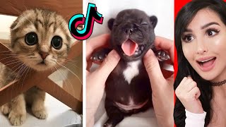 Cute Animals on Tik Tok That Will Make You Laugh [upl. by Flavius]