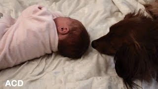 Wiener Dog Meets Baby For the First Time [upl. by Ellerihs]