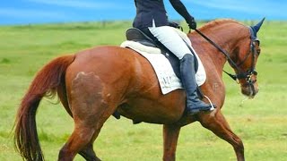 So it begins  Show Day 1 Equestrian Eventing Vlog [upl. by Ailhad]