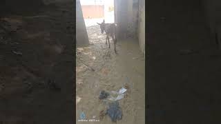 donkey viral YouTube shots [upl. by Issie637]