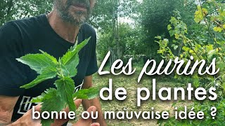 Les purins de plantes au potager  bonne ou mauvaise idée [upl. by Soni346]