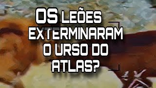 LEÃO vs URSO PARDO O QUE ACONTECERIA SE ELES SE ENCONTRASSEM AFINAL [upl. by Acnoib185]