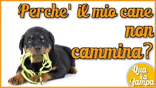 Perchè il mio cane non cammina  Qua la Zampa [upl. by Eelrihs]