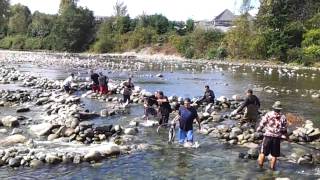 Capilano River Coho Salmon Indian Reserve Massacre North Vancouver British Columbia [upl. by Clem]