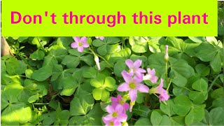 Dont thorough this plantHealth benefits of ChangeriIndian sorrelMedicine plantGrow Oxalis [upl. by Yeniar]