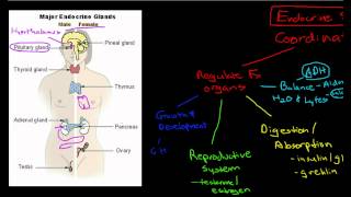 Introduction to the Endocrine System [upl. by Ayatahs]