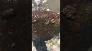 Mayflies on a rock with a few caddisfly casings from the depths of the Yampa River [upl. by Amoihc305]