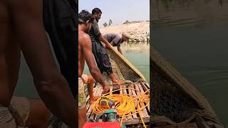 Net Fishing Video From Dhorla River fish fishingvideo fishing netfishing [upl. by Hebbe185]