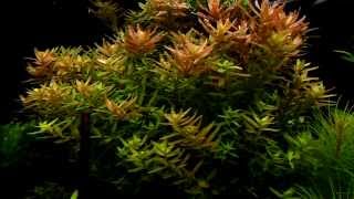 Rotala rotundifolia  aquatic plants guide [upl. by Ezmeralda]