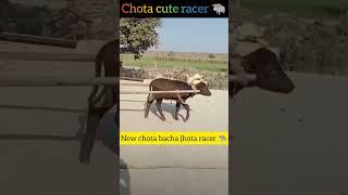 New Racer chota jhota 🐃 viral viralvideo dairyfarm farmersprotest farmers khetibadi kheti [upl. by Aneda]