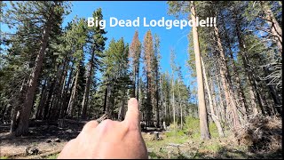 Big Dead Lodgepole  Great Firewood chainsawman firewood [upl. by Eiwoh]