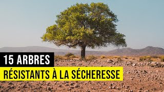 15 Arbres pour le PLEIN SOLEIL  Résistants à la Sècheresse [upl. by Diskson]