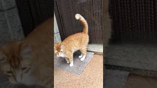 Cat Fetches Stick Like a Dog [upl. by Batha]