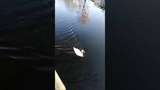 Two swans passed by gracefully 💕goodvibes swanlake berlin animallover river happiness [upl. by Vanhook289]