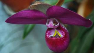 Phragmipedium peruvianum syn Phragmipedium kovachii [upl. by Cranford483]